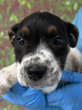 American Staffordshire Terrier and Mixed Breed Dogs Available for Adoption - Beam | PetCurious