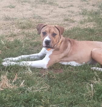 Rescue Pit Bull Terrier Dogs for Adoption in Germantown, Ohio - Boise | PetCurious