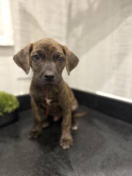 Rescue Plott Hound and Mountain Cur Dogs for Adoption in Mt. Juliet, Tennessee - Adams (McMinnville St. Pup) | PetCurious