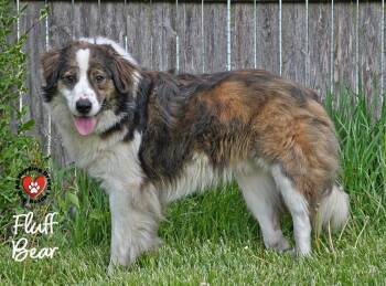 Australian Shepherd Dogs Available for Adoption in Joliet, Illinois - Fluffy Bear | PetCurious