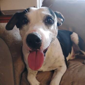 Minnie -  Jack Russell Terrier and Terrier Dog for Adoption in San Antonio, Texas - Minnie | PetCurious