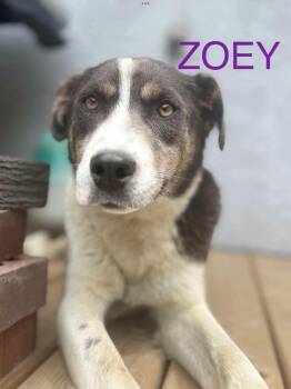 Rescue Collie Dogs for Adoption in Winnipeg, Manitoba - Zoey | PetCurious