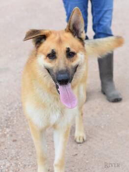 German Shepherd Dog Dogs Available for Adoption in Houston, Texas - River | PetCurious