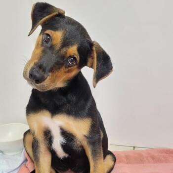 Frasier -  Mixed Breed Dog for Adoption in Houston, Texas - Frasier | PetCurious
