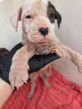 Cedrella -  Mixed Breed Dog for Adoption in Mobile, Alabama - Cedrella | PetCurious