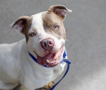 Rescue Mixed Breed Dogs for Adoption in Chamblee, Georgia - Tyai- IN FOSTER | PetCurious