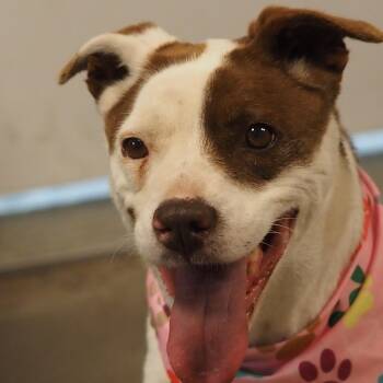 Maeve -  Mixed Breed Dog for Adoption in Buena Vista, Colorado - Maeve | PetCurious