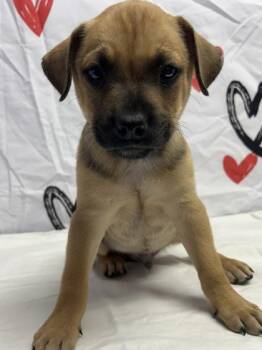 Shepherd and Mixed Breed Dogs Available for Adoption - Andy | PetCurious