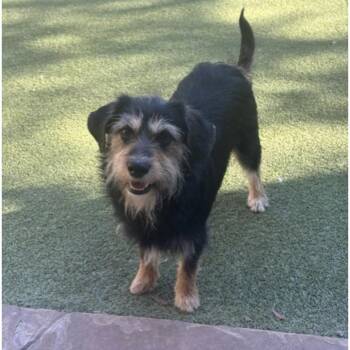 Terrier Dogs Available for Adoption in Norwalk, Connecticut - DUNCAN | PetCurious