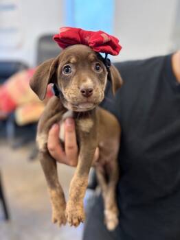 Rescue Mixed Breed Dogs for Adoption in Lockhart, Texas - Willow | PetCurious