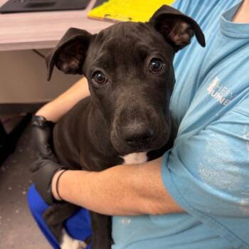McChicken -  Mixed Breed Dog for Adoption in Columbiana, Alabama - McChicken | PetCurious