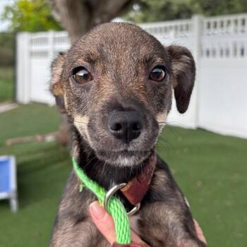 Bambi -  Mixed Breed Dog for Adoption - Bambi | PetCurious