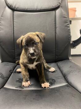 German Shepherd Dog and Mixed Breed Dogs Available for Adoption in Kemp, Texas - Frank | PetCurious