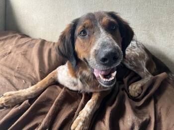 Special Available 9/15 -  Cattle Dog and Shepherd Dog for Adoption in Elmsford, New York - Special Available 9/15 | PetCurious