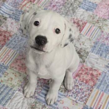 Spot -  American Staffordshire Terrier and Labrador Retriever Dog for Adoption in Austin, Texas - Spot | PetCurious