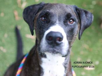 Hugo -  Mixed Breed Dog for Adoption in Nashville, Tennessee - Hugo | PetCurious