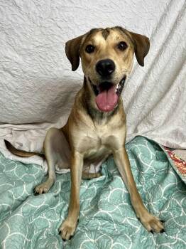 Rescue Labrador Retriever Dogs for Adoption in Gulfport, Mississippi - Honey | PetCurious