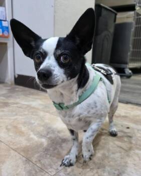 Chihuahua Dogs Available for Adoption - Sugar Bee | PetCurious