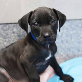 Rondel -  Pit Bull Terrier and Mixed Breed Dog for Adoption in Atlanta, Georgia - Rondel | PetCurious