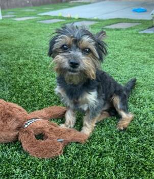 Evan -  Yorkshire Terrier and Mixed Breed Dog for Adoption in Henderson, Nevada - Evan | PetCurious