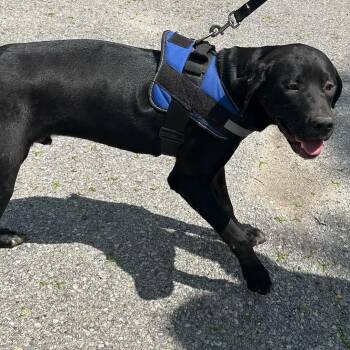 Teddy Bear -  Labrador Retriever Dog Available for Adoption in Traverse City, Michigan - Teddy Bear | PetCurious