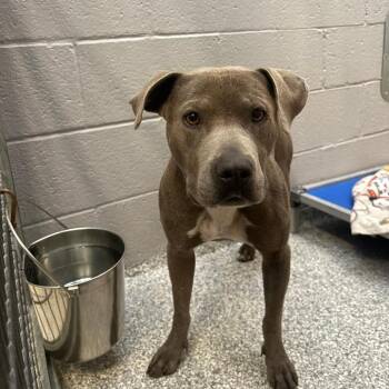 Marceline -  American Staffordshire Terrier Dog for Adoption in Taos, New Mexico - Marceline | PetCurious
