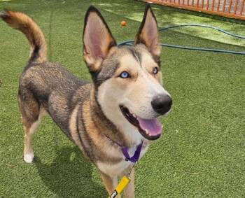 Rescue Siberian Husky Dogs for Adoption in Las Vegas, Nevada - LEVI | PetCurious