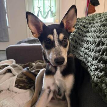 Yarrow -  Mixed Breed Dog for Adoption in Boone, Iowa - Yarrow | PetCurious