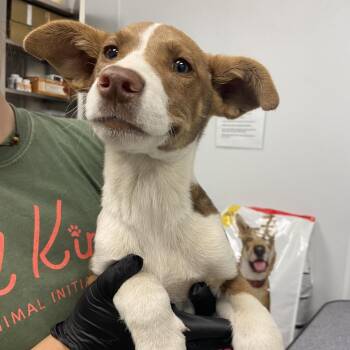 Mixed Breed Dogs Available for Adoption - Copperhead | PetCurious