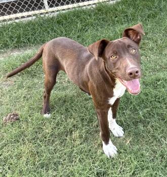 Rescue Labrador Retriever Dogs for Adoption in Gainesville, Texas - George | PetCurious