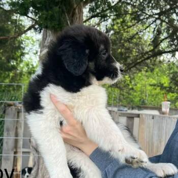 Anatolian Shepherd and Shepherd Dogs Available for Adoption in Pittsburg, Kansas - Iverson | PetCurious