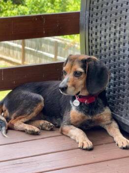 Dollie -  Beagle Dog for Adoption in Candler, North Carolina - Dollie | PetCurious