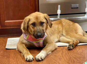 Shepherd and Mixed Breed Dogs Available for Adoption - ALPHARETTA - Isabell | PetCurious