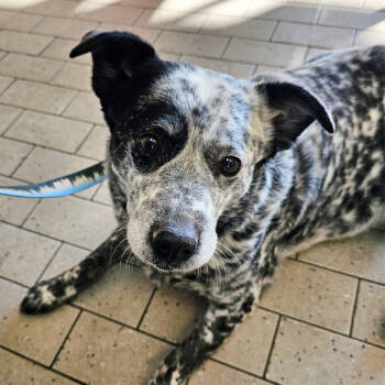 Rescue Australian Cattle Dog Blue Heeler Dogs for Adoption in Versailles, Kentucky - Molly | PetCurious