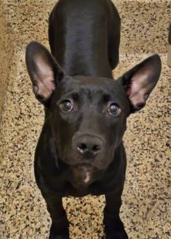 Rescue Mixed Breed Dogs for Adoption in Aiken, South Carolina - Marina 59076 | PetCurious