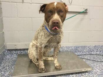 Pit Bull Terrier and Mixed Breed Dogs Available for Adoption - RAMBO | PetCurious