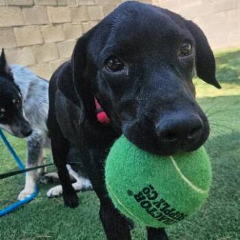 Honey Bun -  Black Labrador Retriever and Mixed Breed Dog for Adoption in Fort Collins, Colorado - Honey Bun | PetCurious