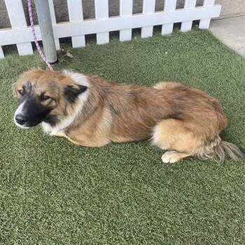 A614685 -  Border Collie and Mixed Breed Dog for Adoption in Modesto, California - A614685 | PetCurious