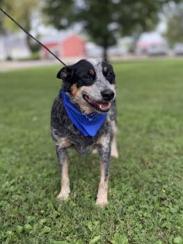 Bluey -  Australian Cattle Dog Blue Heeler Dog for Adoption in Upper Sandusky, Ohio - Bluey | PetCurious