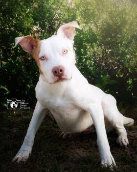 Teddy -  Pit Bull Terrier Dog for Adoption in Crescent City, Florida - Teddy | PetCurious