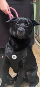 Tyson -  Labrador Retriever and Mixed Breed Dog for Adoption in Pomona, New York - Tyson | PetCurious
