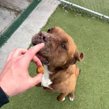 Bullmastiff Dogs Available for Adoption in Hannibal, Missouri - Harley | PetCurious