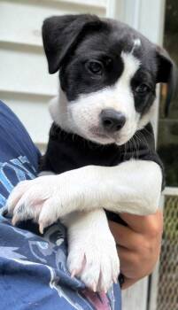 Dot -  Pit Bull Terrier Dog for Adoption in Framingham, Massachusetts - Dot | PetCurious