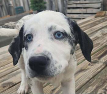 Sasha #5240 -  Australian Shepherd Dog for Adoption in Ontario, California - Sasha #5240 | PetCurious