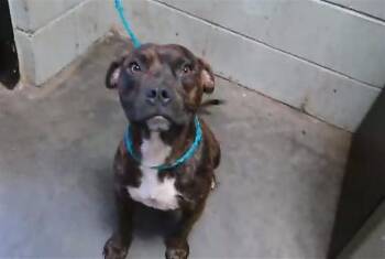 WYLIE -  Boxer and Mixed Breed Dog for Adoption in Tulsa, Oklahoma - WYLIE | PetCurious