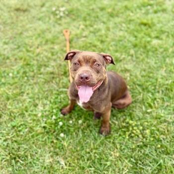 Rescue Staffordshire Bull Terrier Dogs for Adoption in Louisville, Kentucky - ROBOCOP | PetCurious