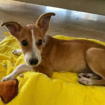 Mixed Breed Dogs Available for Adoption - Radar | PetCurious