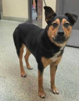 Bella -  German Shepherd Dog and Mixed Breed Dog for Adoption in Kansas City, Missouri - Bella | PetCurious