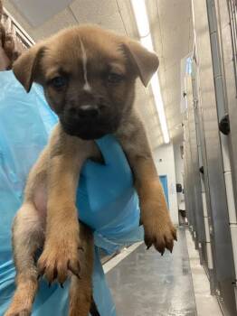 A804996 -  American Staffordshire Terrier Dog for Adoption in San Antonio, Texas - A804996 | PetCurious