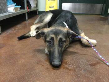 Rescue German Shepherd Dog Dogs for Adoption in Thousand Palms, California - A1878356 | PetCurious